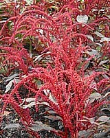 Amaranth